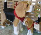 beagle-large-and-small-standing-1024-size-960x640