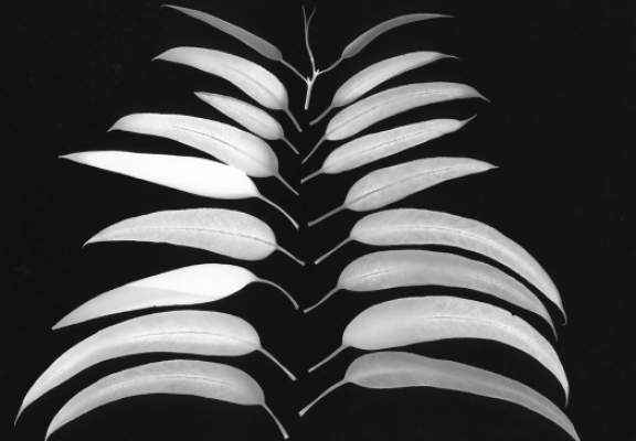 Screen Shot 2019 10 08 at 12.34.22 PM